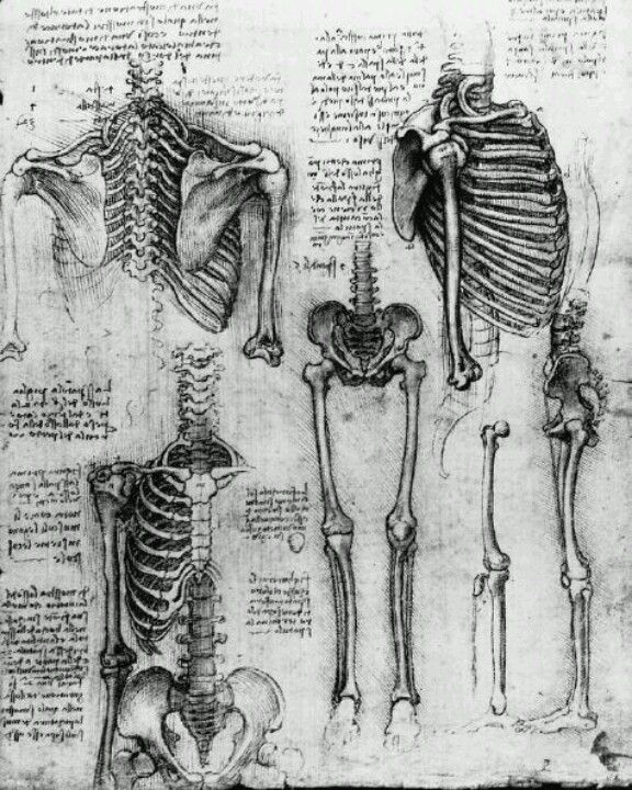 Skeletal System Diagram for Osteopathic Manual Therapy - Center of Integration, Tampa Bay, Improving Health Through Structural Alignment